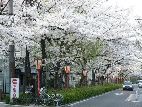 See cherry blossoms in Kyoto