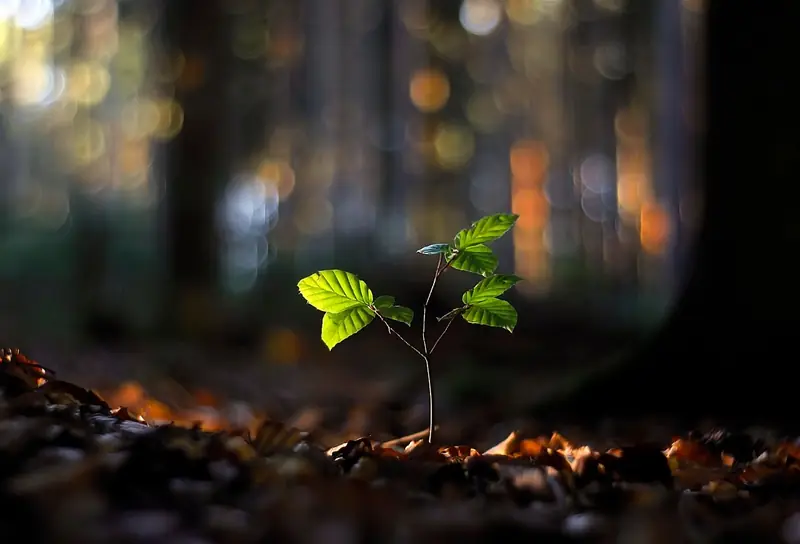 Plant 100 trees
